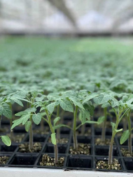 Помидор бодринг кўчатлари оптом