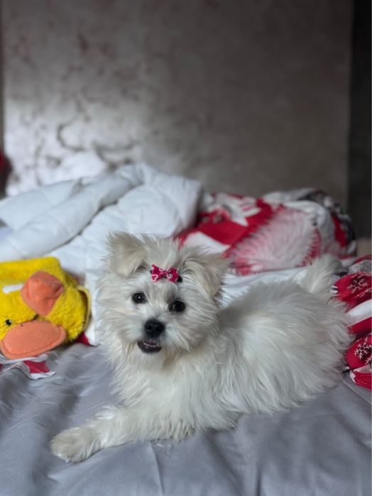 Vând  câine bichon