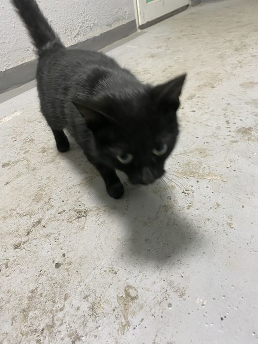 отдаю кота бесплатно