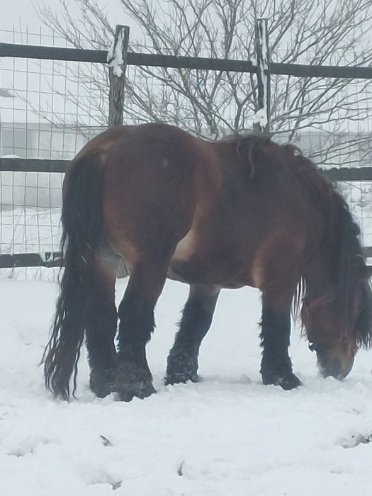 Vand armasar murg de 4 ani