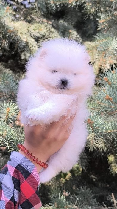 Шпиц девочка мини