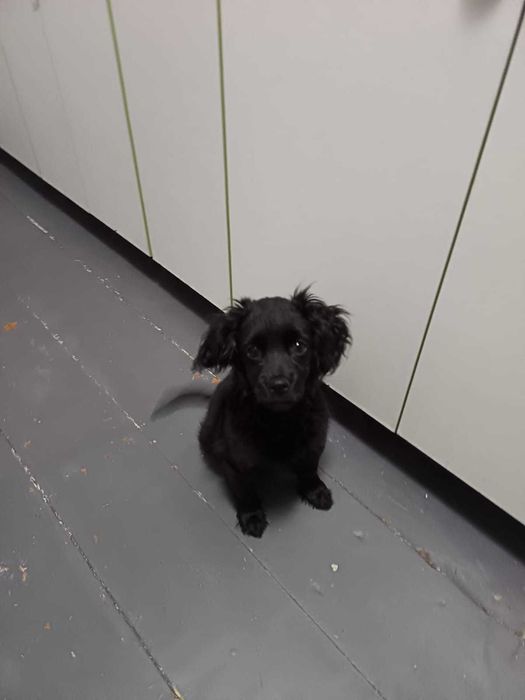 Продам щенка английский кокер спаниель