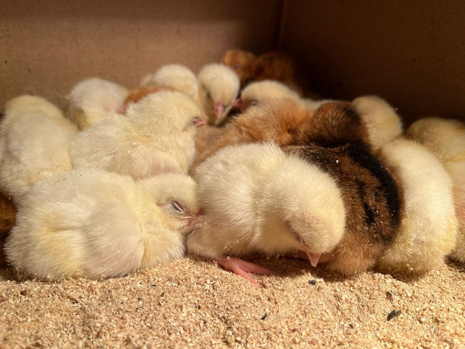 Продам цыплят доминант, легорн