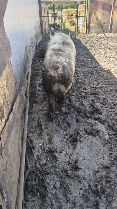 Продам хряка осеминителят