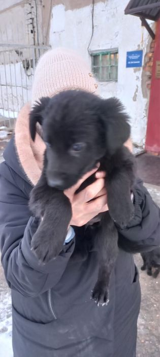 Щенки бесплатно