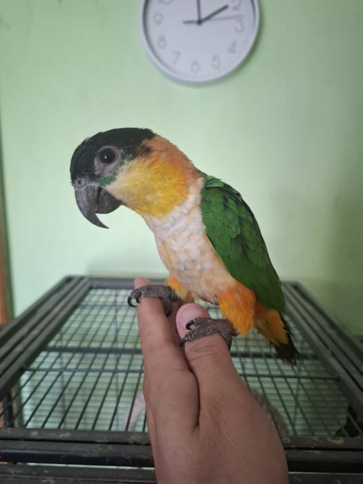 Caique cap negru