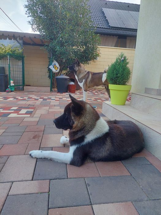 Femelă akita american