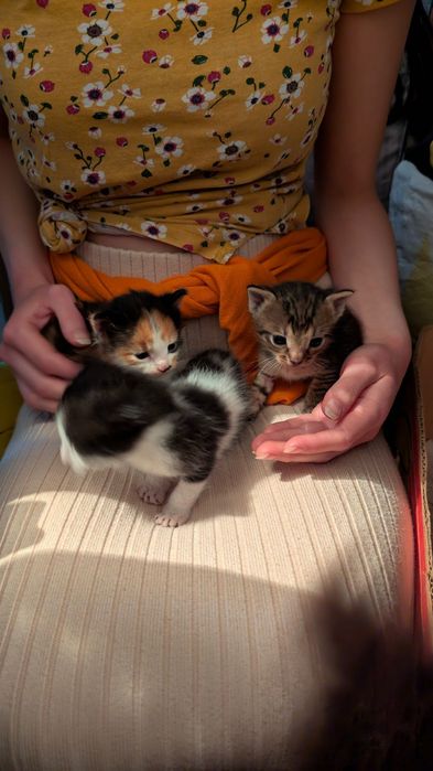 Подарявам котенца