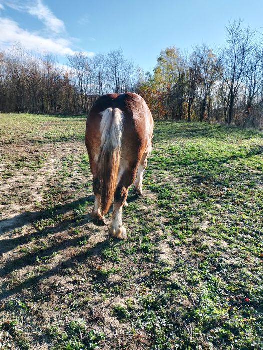 Mânz de un an jumate