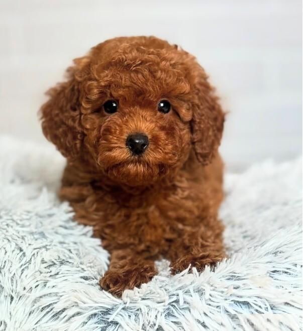 Vand Pudel red/roscat, baietel, 8 saptamani!