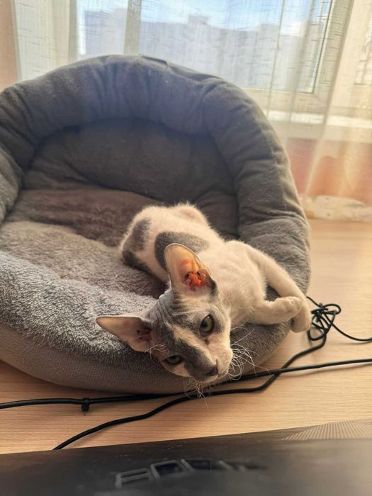 Котенок сфинкс краткошерстый