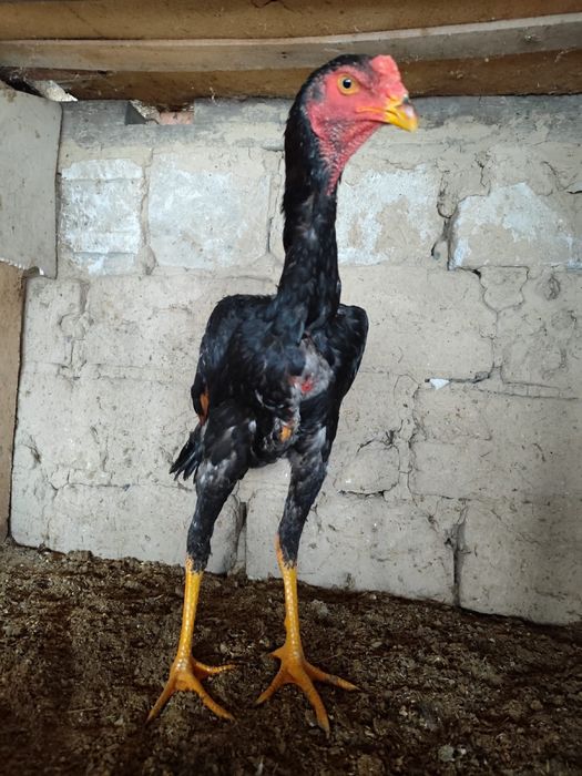 Дакан қораз дакан