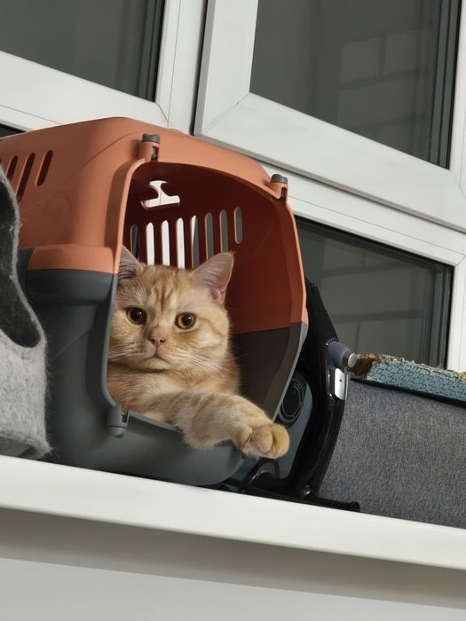 Короткошорстный британец