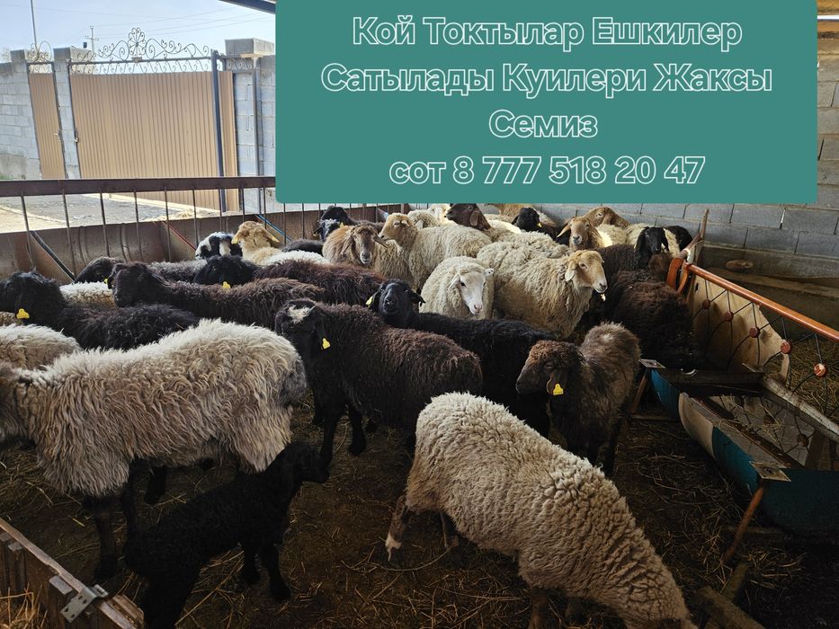 Семиз Бордакы Кой Токтылар Сатылады