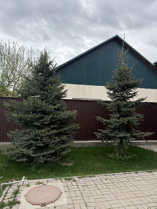 Продам туи, елки, яблони