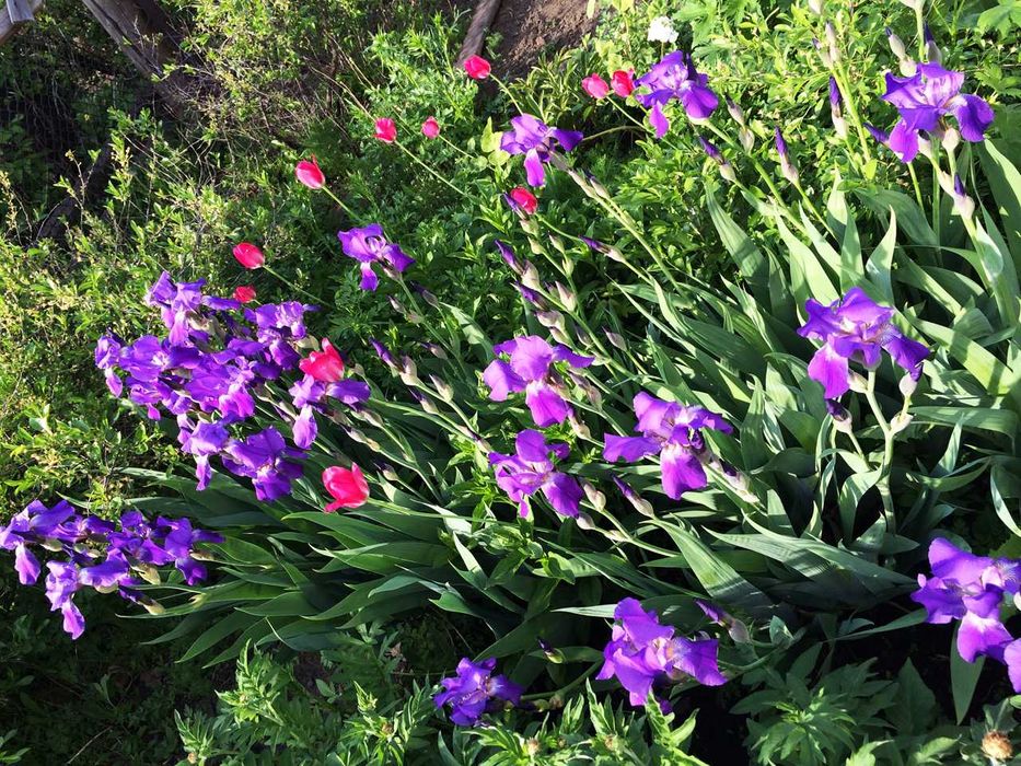 Многолетние цветы .