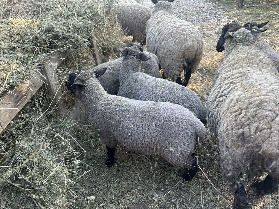 Suffolk berbecut 4 luni mieluta si oi