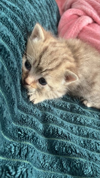 Котята британцы девочки