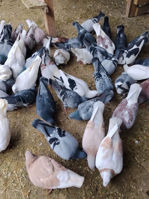 vând porumbeii standard