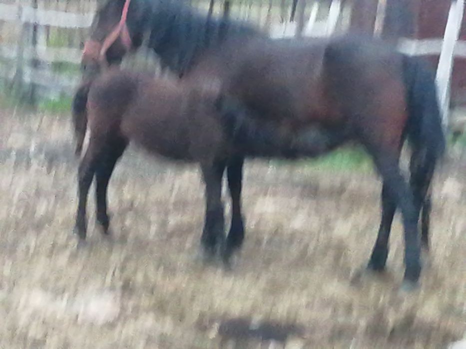 Продам лошадь с жеребенком