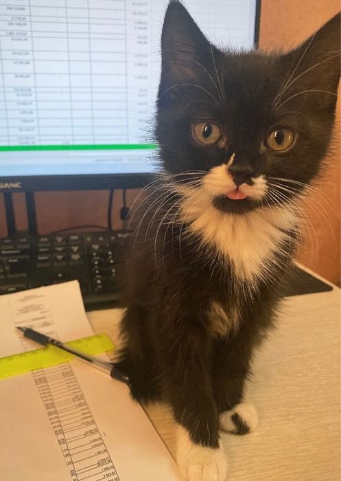 Отдадим кошечку в добрые руки