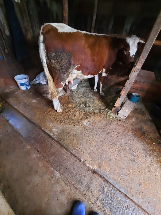 Vand vaca tanara