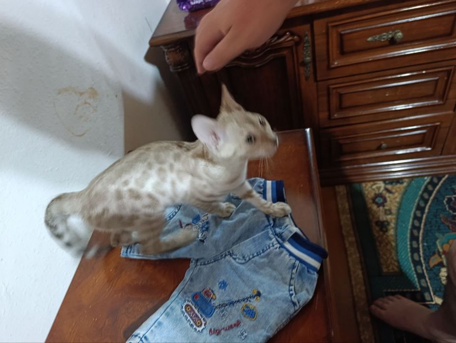 Bengal zotli mushuk