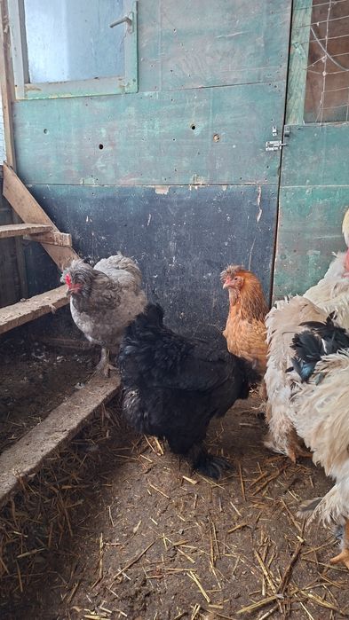 Vând ouă găini brahma australop motate incaltate si găini  pitici 10le