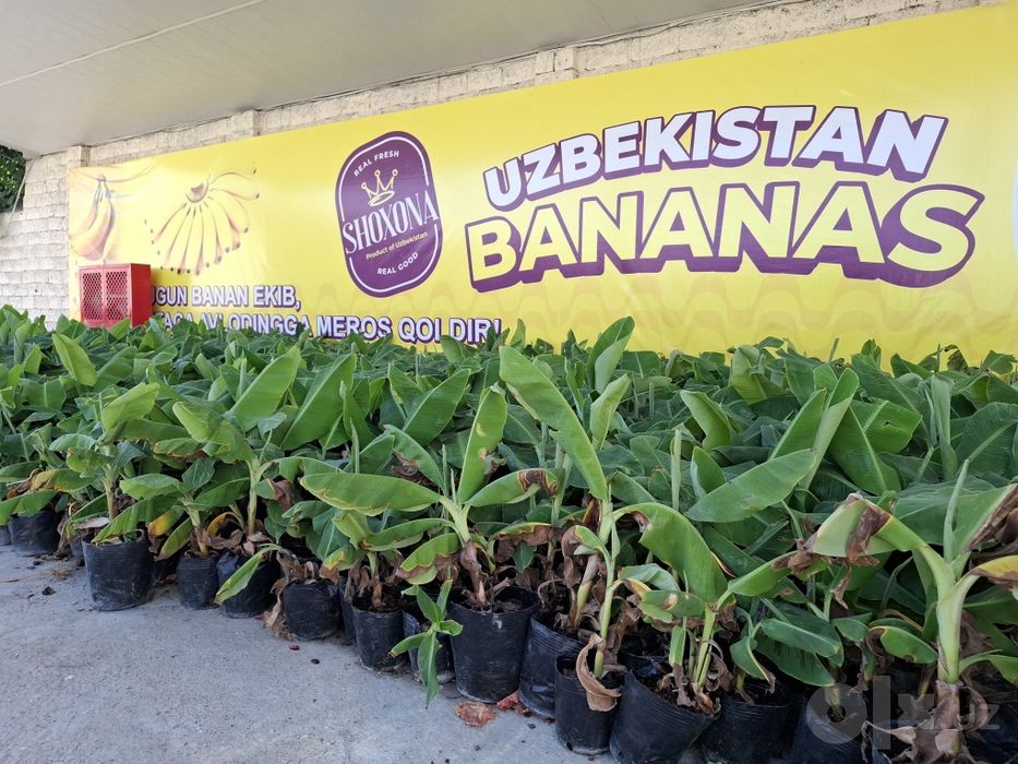 Banan kuchatlari niholi, Росток банана, Банан кучати нихоли