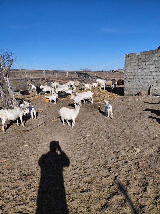 Capre de vânzare  sannen