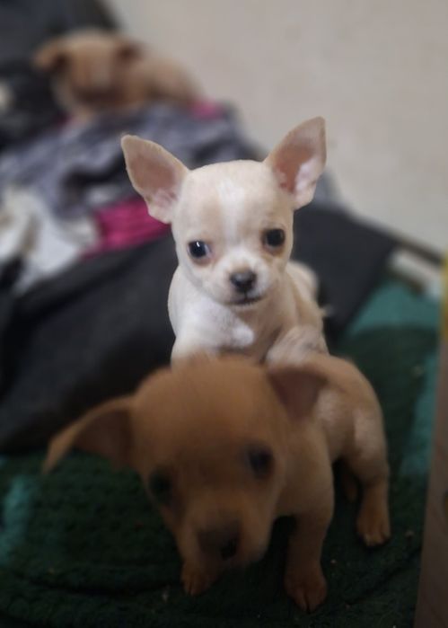 Мини чихуахуа,две момчета и две момичета.