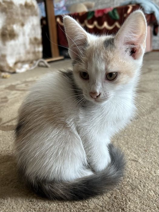 Отдам котят в добрые руки