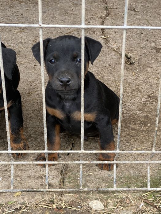 Jagd Terrier jagdterrier