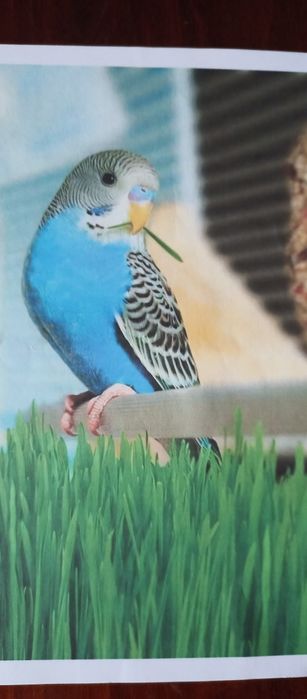 Свежая травка для котов