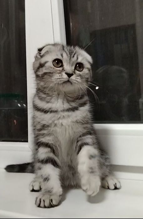 Шикарная вислоухая девочка.