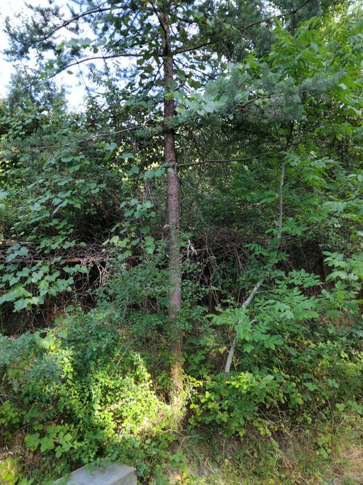 Продава се Парцел в с. Долно Камарци, Област София-област - 1148 кв.м за 14 €/кв.м - Снимка #7