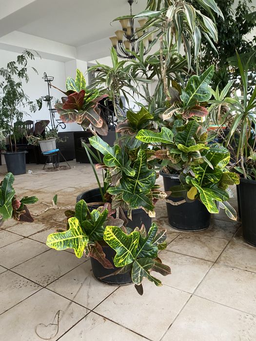 комнатные цветы