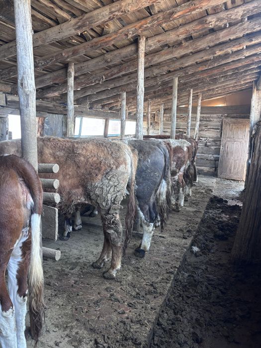 Жемде турган бука тайынша сатам 8бас оптом