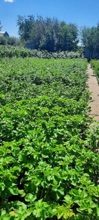 Продам дачу,район Акжар 2