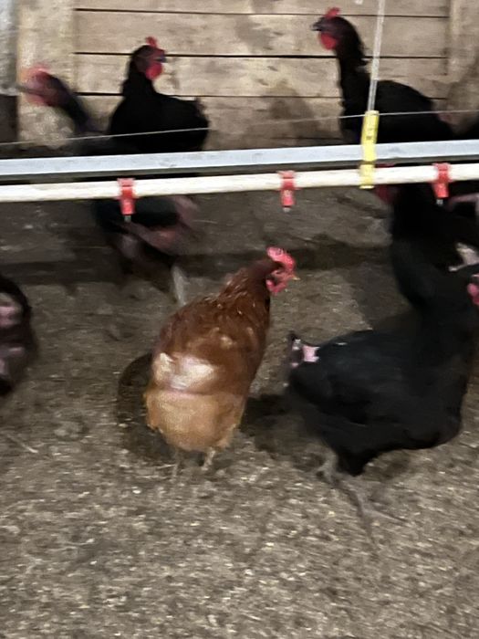 Vand  Puicute  Oua 9 luni