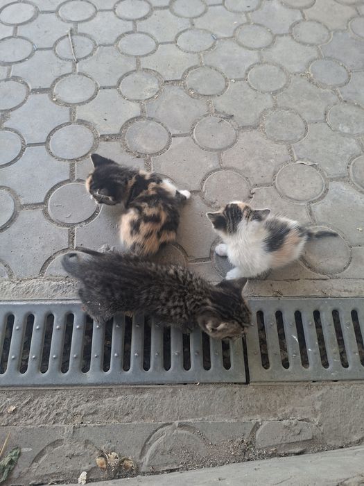 Кошки беспалатно