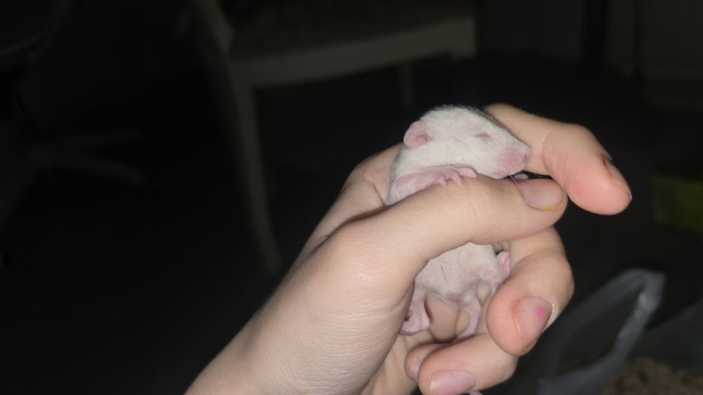 Крысята домашние, не на корм