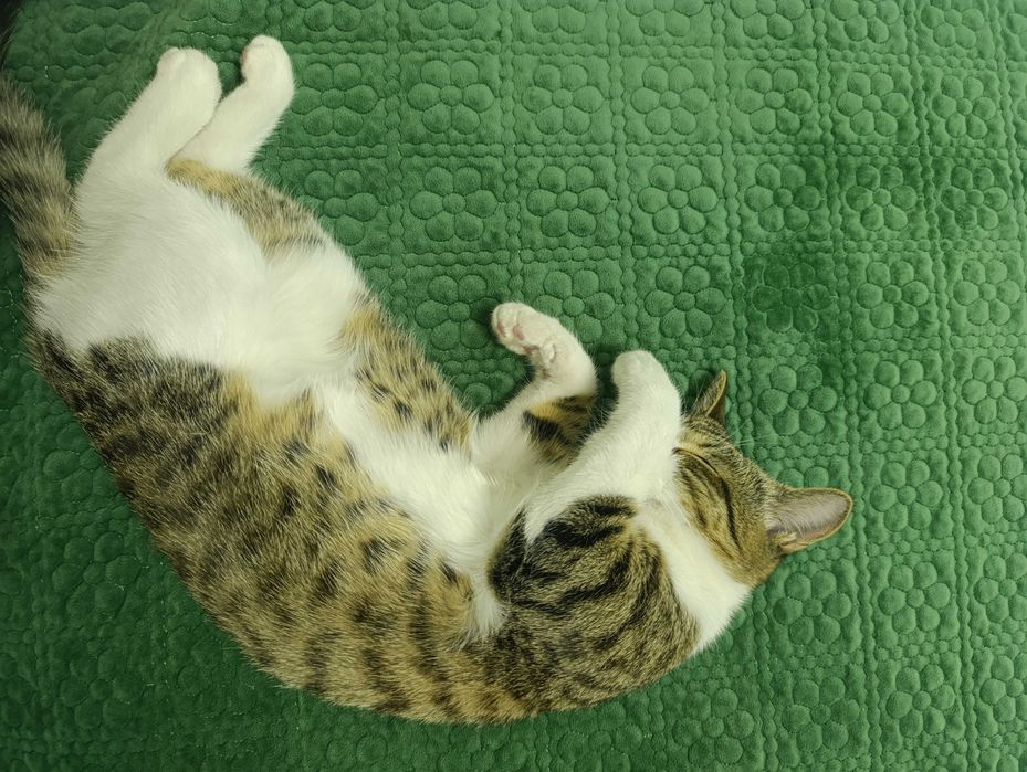 Отдам бесплатно котенка