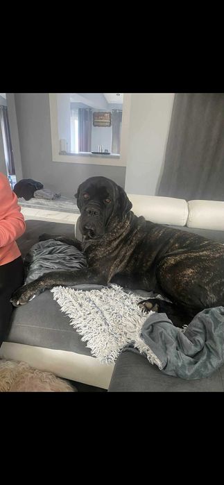 Кане Корсо 7.11.2025г. Момичета !