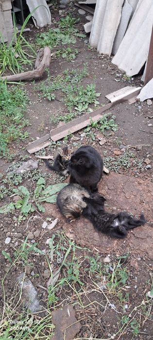 Продам вислоухих котяток.