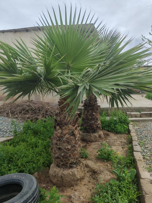 13 yillik Palma daraxti