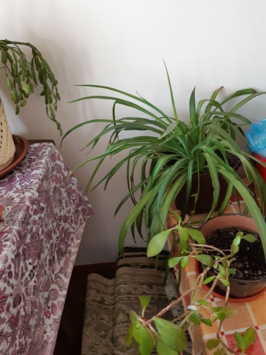 Цветы шикарные.поднимают настроение и улучшают цвет лица