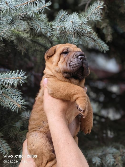 Продам щенка шарпея.