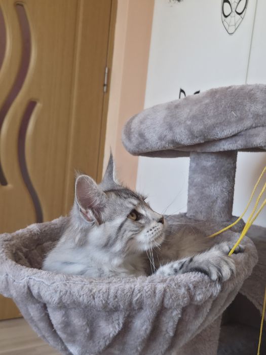 Maine Coon felisa