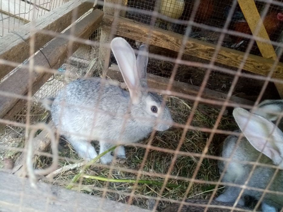 Qoyon bolalari sotiladi 5 oylik